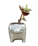 Mini Çiçek Saksı Küçük Sukulent Gümüş Kaktüs Saksısı Mini İnek Model